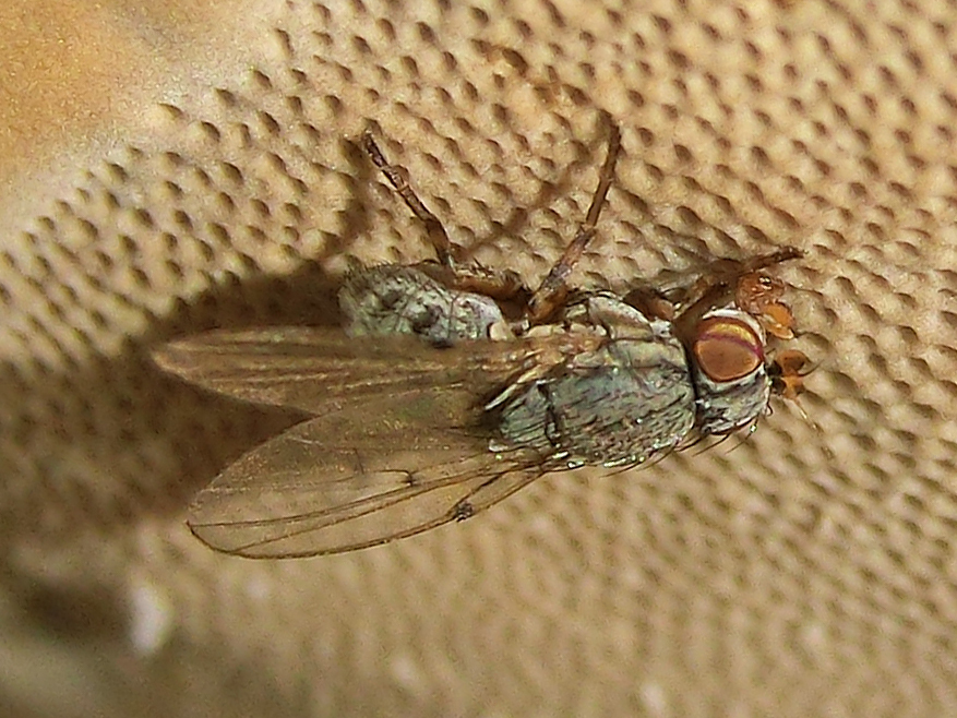 Odinia ornata