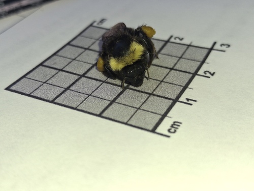 iNaturalist observation photo of California Bumble Bee