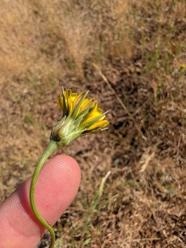 Microseris nutans, 2026-06-23