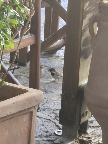 House Sparrow
