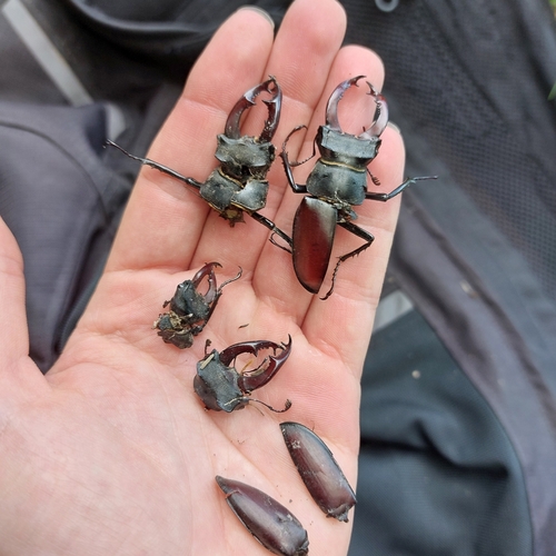 European Stag Beetle