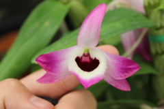 Dendrobium nobile