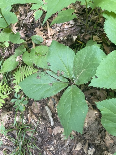 Collinsonia verticillata