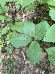 Collinsonia verticillata