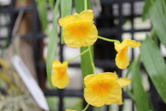 Dendrobium capillipes