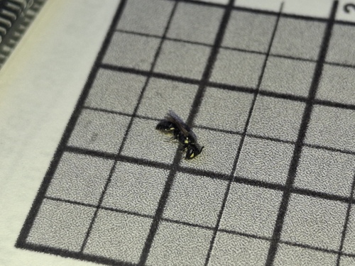 iNaturalist observation photo of Masked Bees