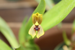 Maxillaria ringens