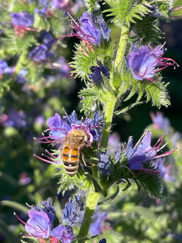 Western Honey Bee
