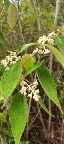 Thicket Hogwood