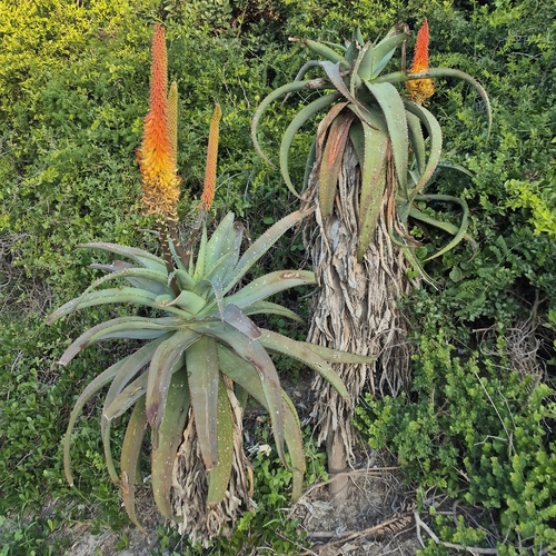 Uitenhage aloe (Aloe africana)