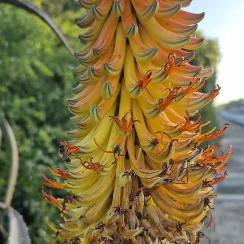 Aloe africana, photograph 2