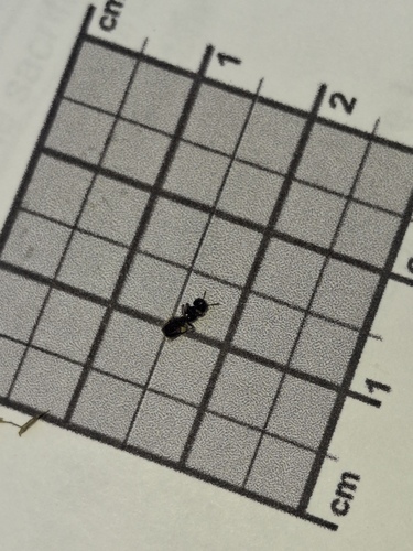 iNaturalist observation photo of Bees and Apoid Wasps