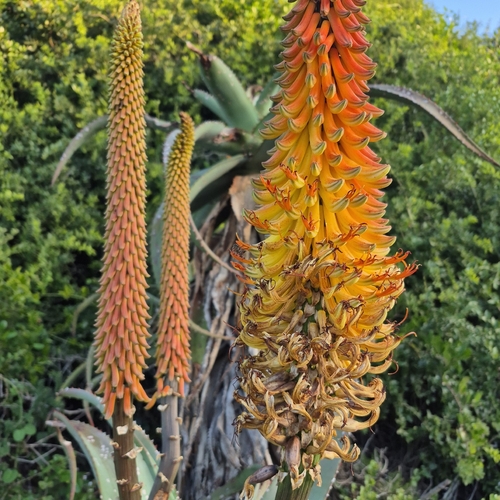 Aloe africana, photograph 3