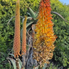 (c) Henry de Lange, some rights reserved (CC BY) Aloe africana, photograph (c) Henry de Lange, some rights reserved (CC BY)