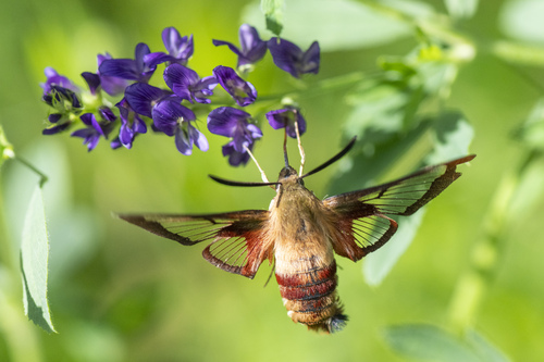 Hummingbird Clearwing