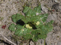 Arctopus echinatus