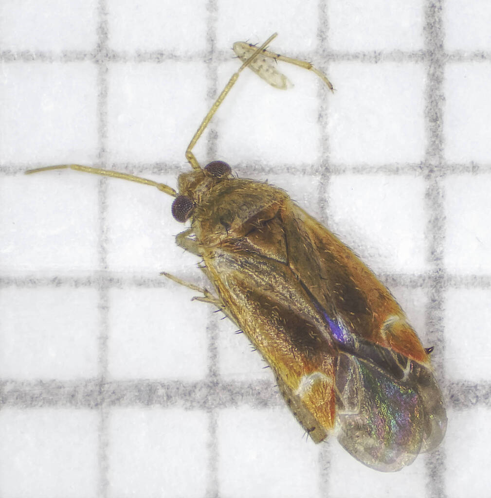 Psallus helenae