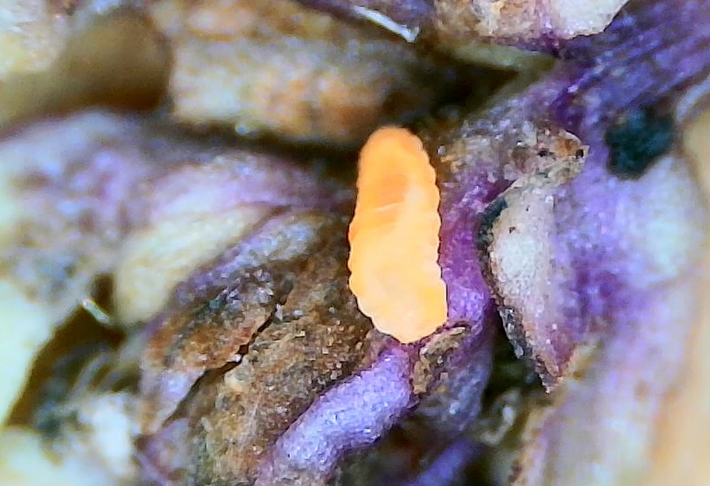 Dasineura similis