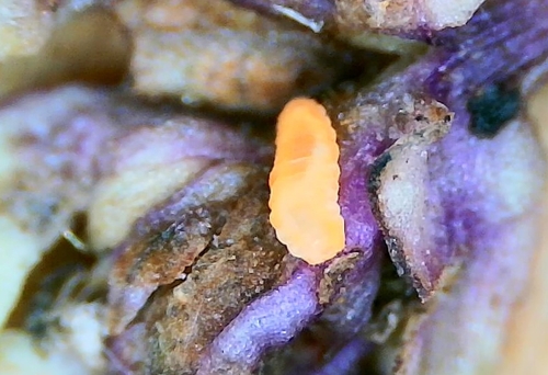 Dasineura similis