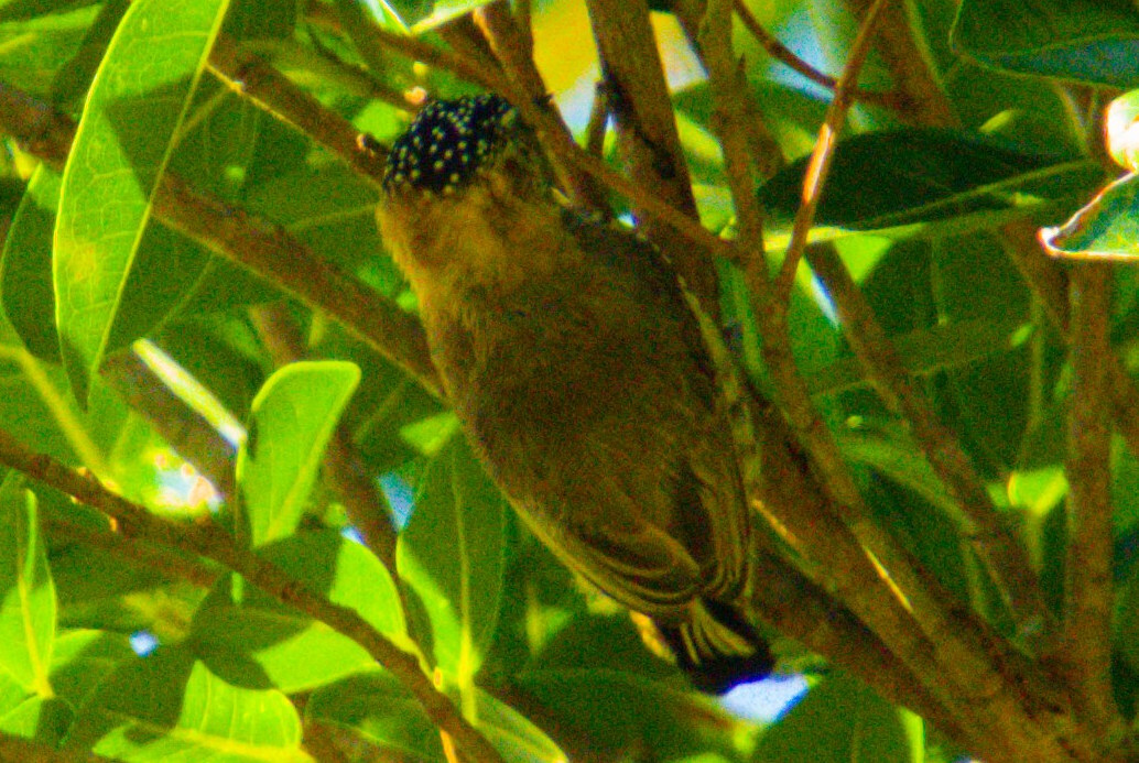 Ochre-collared Piculet (Picumnus temminckii), photo 9