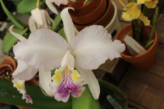 Cattleya lueddemanniana