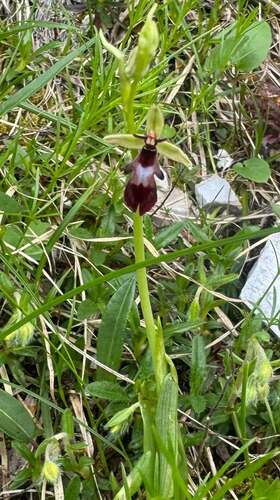 Fly Orchid