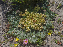 Arctopus echinatus