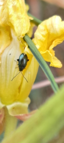 Blauseidiger Kohlerdfloh
