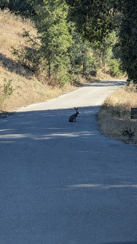 iNaturalist observation photo of Black-tailed Jackrabbit