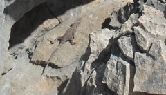 Sceloporus merriami
