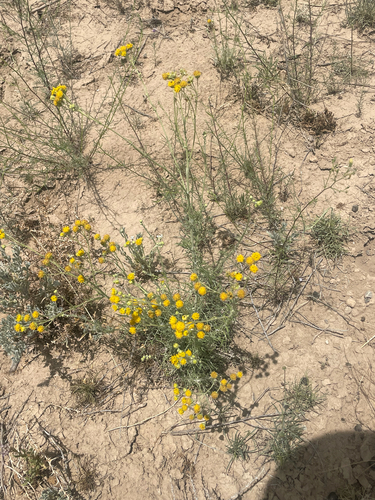Hymenopappus flavescens observed 2026-06-18
