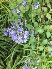 Hyacinthoides hispanica