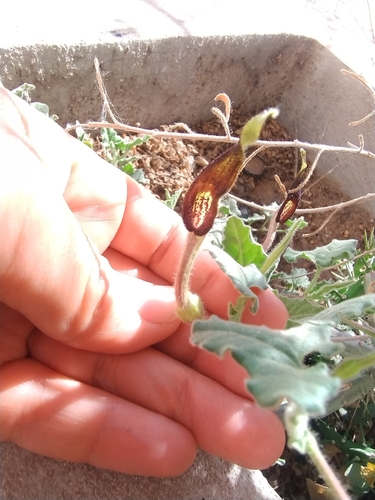 Hierba del indio