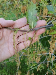 Quercus wislizeni wislizeni