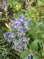 Hyacinthoides hispanica