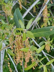 Quercus wislizeni wislizeni