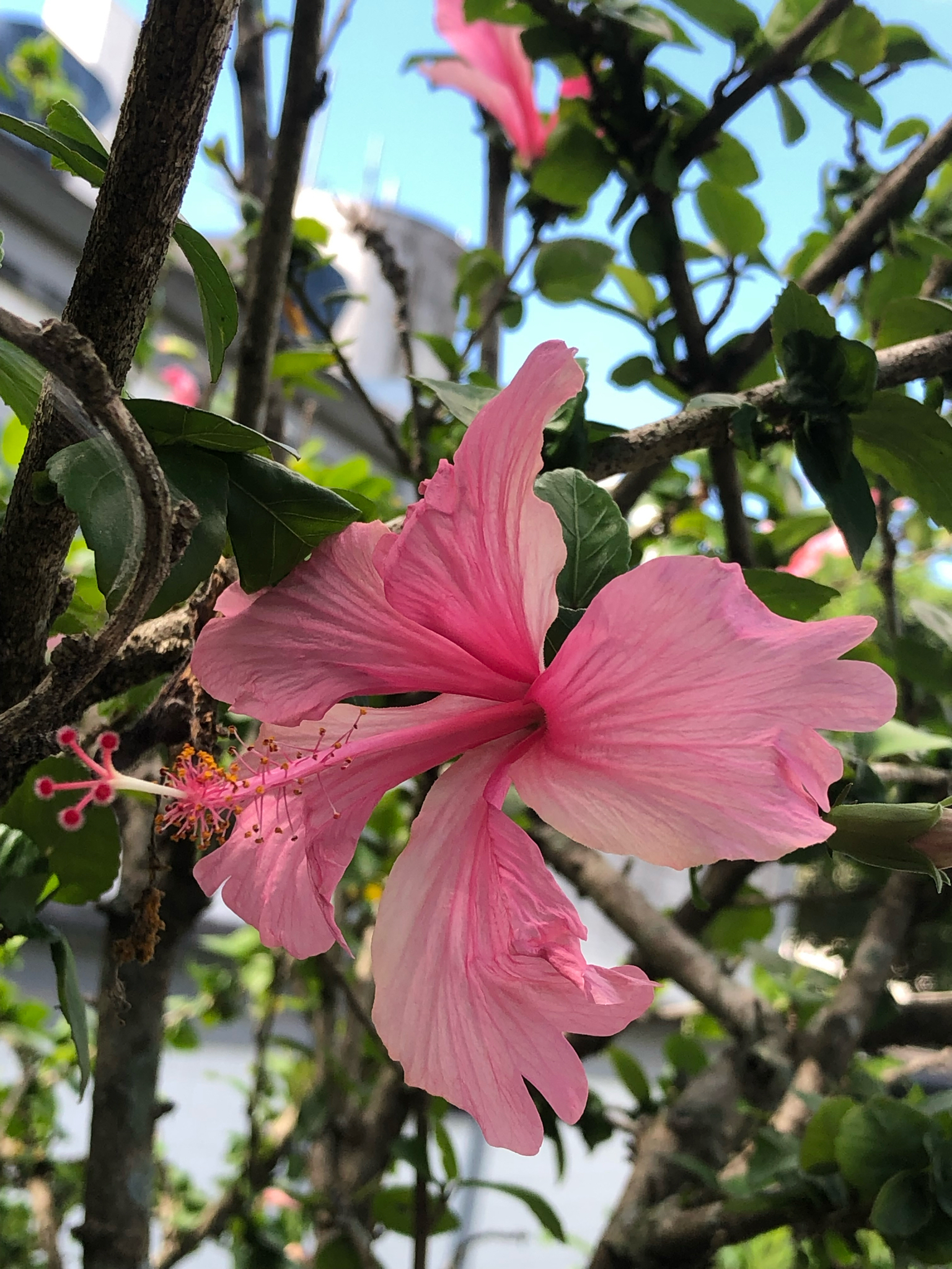 Hibiscus archeri