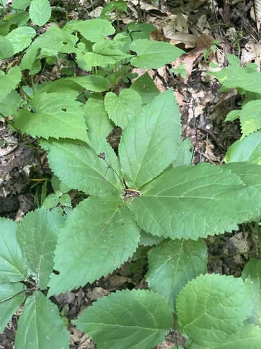 Collinsonia verticillata, photograph 2