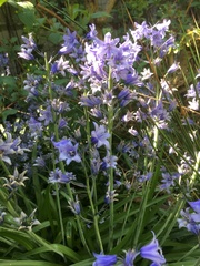 Hyacinthoides hispanica