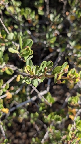 iNaturalist observation photo of Buckbrush