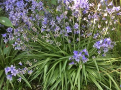 Hyacinthoides hispanica