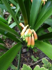 Clivia gardenii