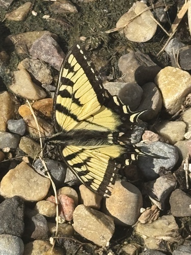 Canadian Tiger Swallowtail