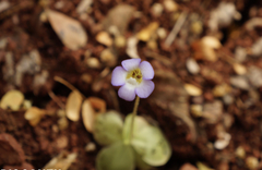 Pinguicula lilacina