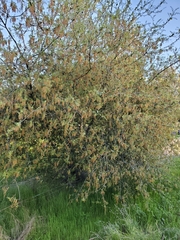 Quercus wislizeni wislizeni