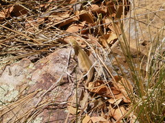 Sceloporus slevini