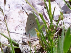 Agriades younghusbandi