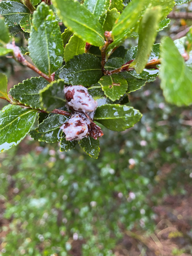 Nothofagus betuloides, photograph 3
