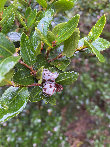 Nothofagus betuloides, photograph 2