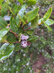 Nothofagus betuloides, photograph (c) Sebastián Saiter V., some rights reserved (CC BY)